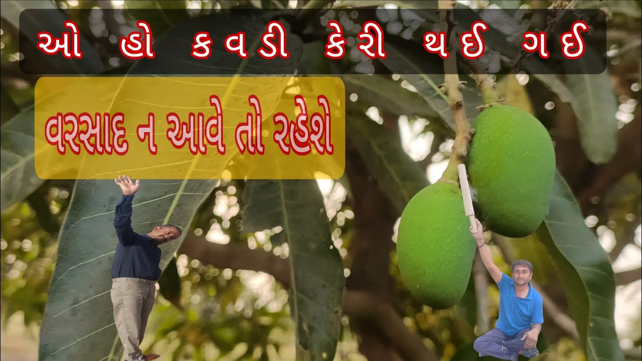 કેવડી કેરી થઈ ગઈ જોવા.  #viralvideo #trending #Gujarati vlogs#viral_video #farmingvideos 