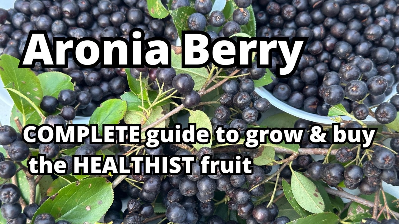Ягоды аронии (черноплодной рябины), Aronia melanocarpa – как их выращивать, собирать, покупать и ...
