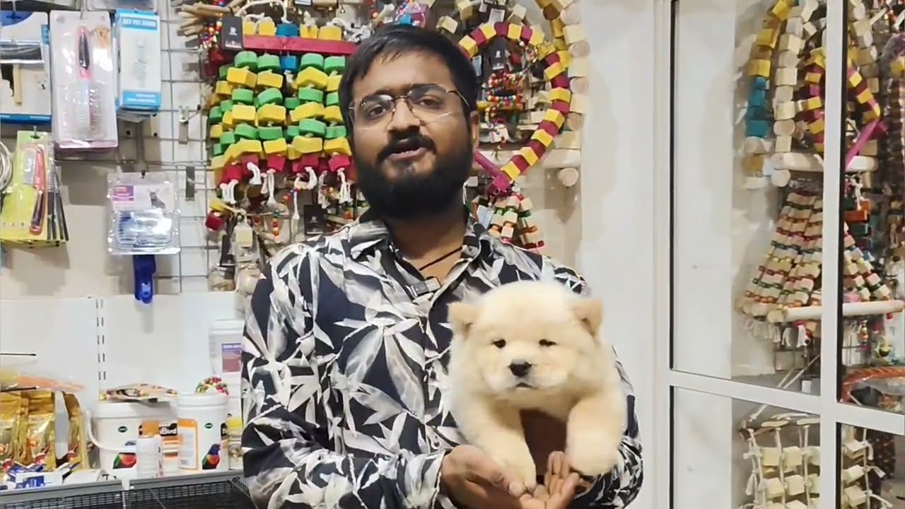 Dog Price in India 2025 | Indian Spitz, Chow Chow, Beagle, German Shepherd Puppies | Guli Guli Pets
