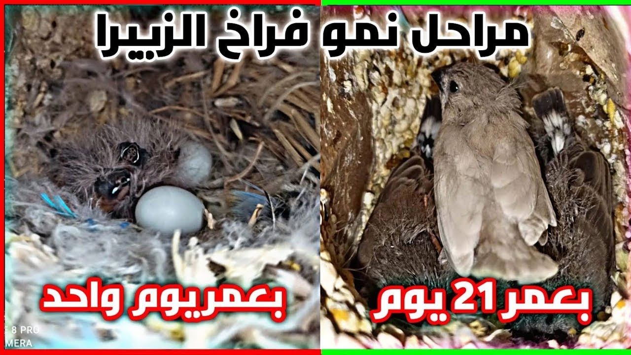 كاميرا سرية ترصد حركة  غريبه خلال 21 يوم داخل عش العصفور!!!