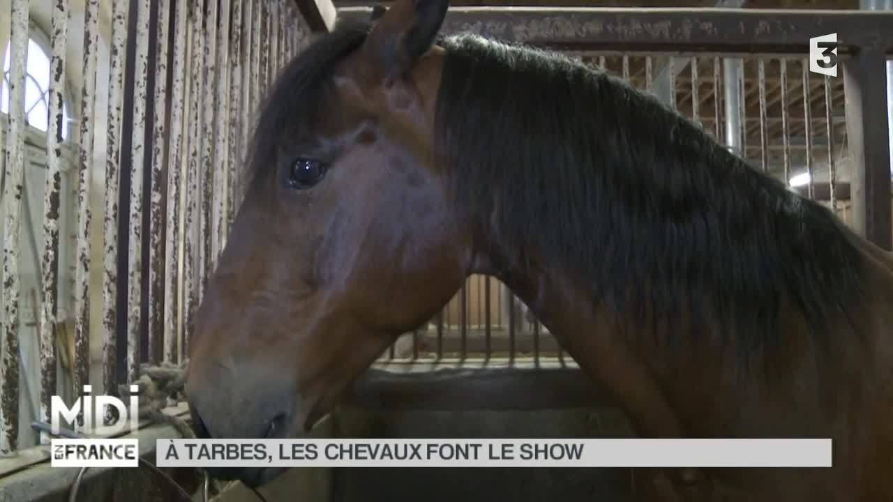 ANIMAUX : À Tarbes, les chevaux font le show