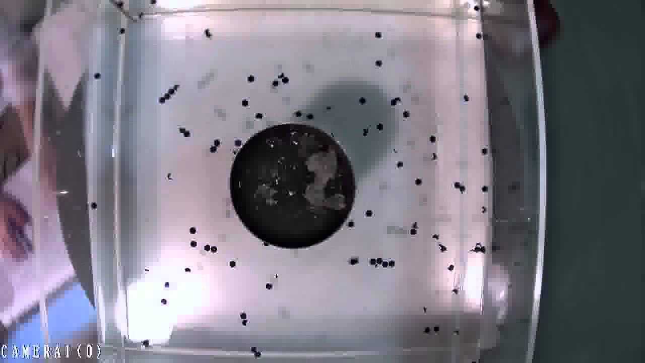 Weather In A Tank
