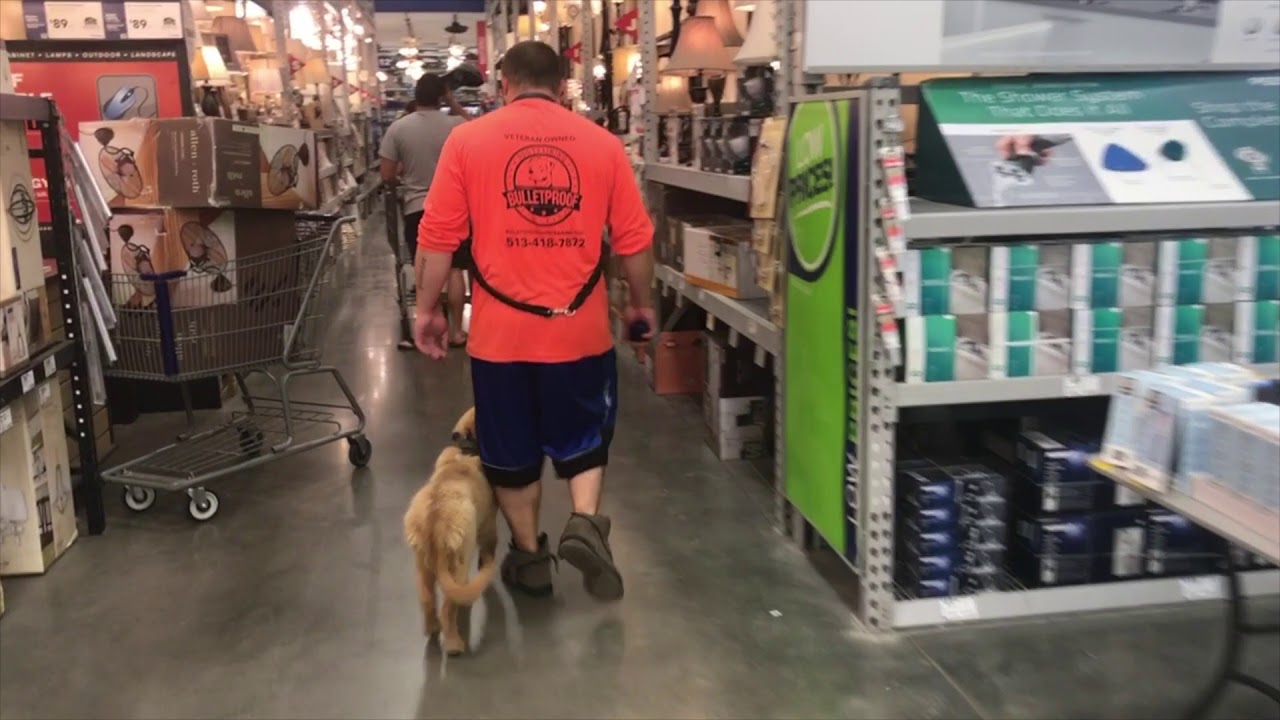 AMAZING TRANSFORMATION OF COPPER 5 MONTH OLD GOLDEN RETRIEVER