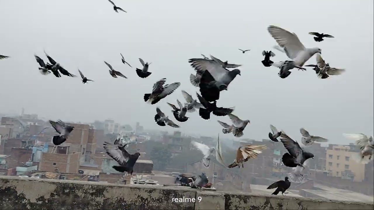 Pigeon video live trending ll kabuoort love video shorts 
