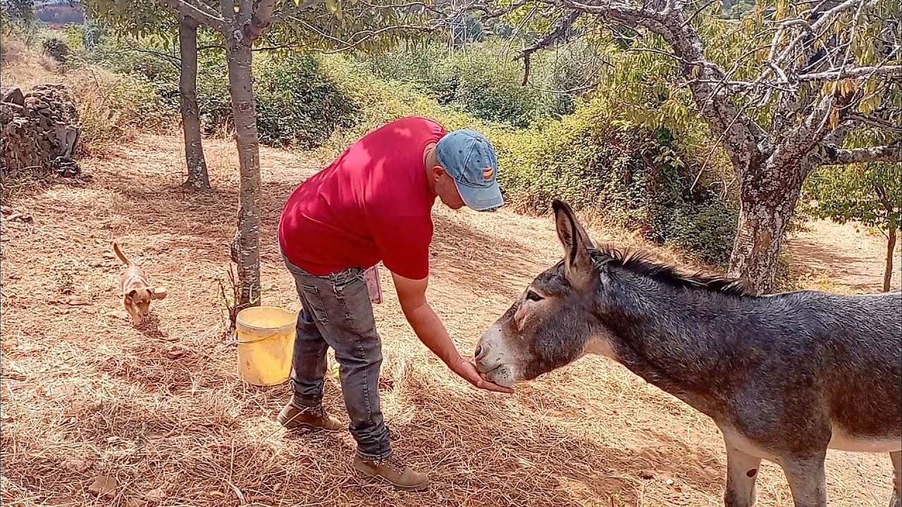Mi padre y yo atendiendo a Kinkan, el burro de mi primo Abraham