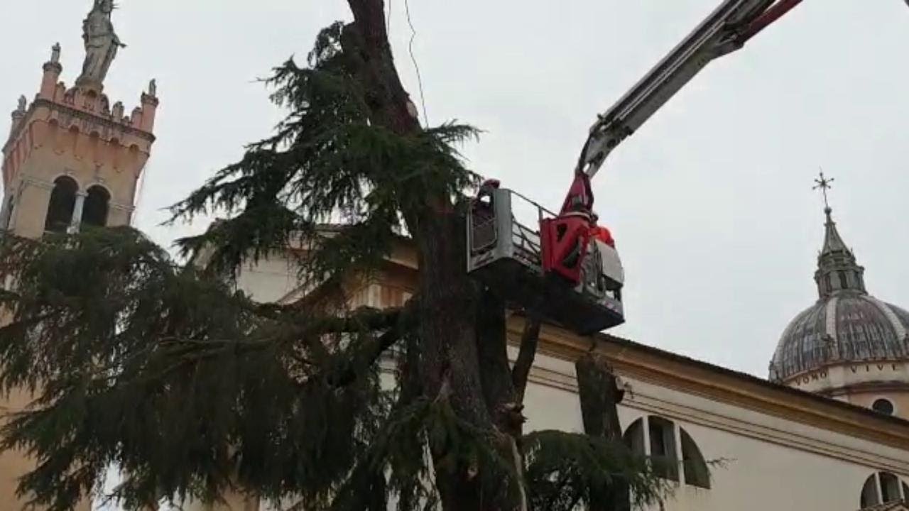 Il cedro secolare sul sagrato di Caerano è stato abbattuto