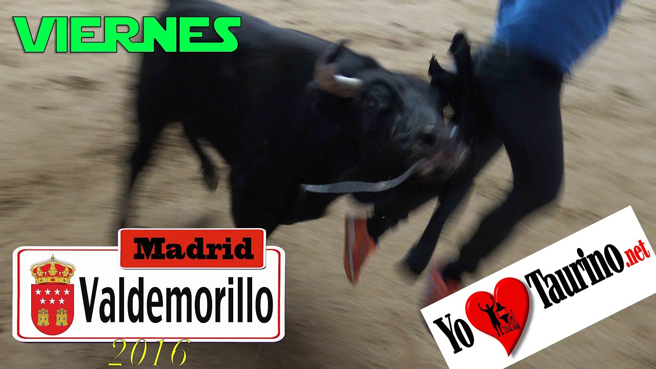 Le lanza por los aires en Valdemorillo 2016 Viernes