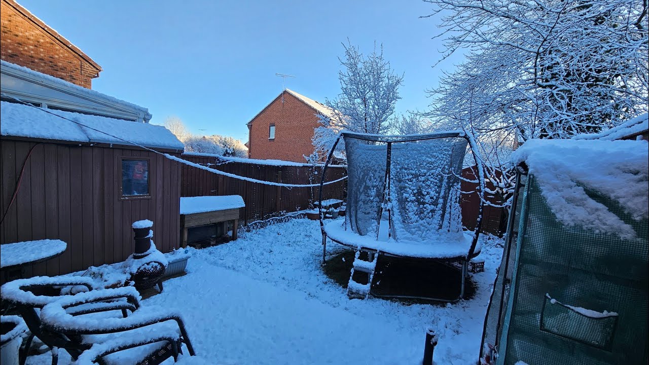 Garlic 🧄 Plants in -10°C Temp ❄️🥶 #garlic #snowfall #growgarlic 