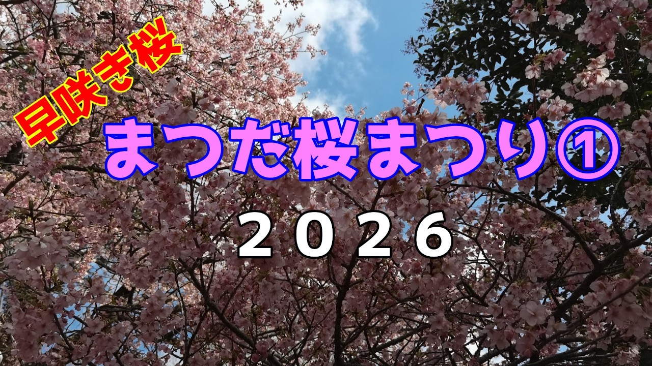 《まつだ🌸桜まつり》①２０２６