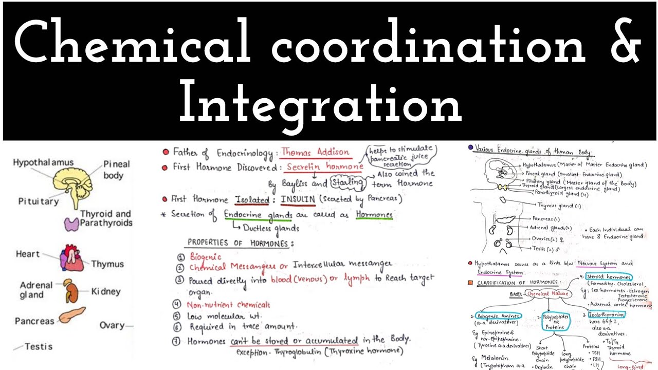 Chemical coordination & Integration ll Hormones properties ll Endocrine system ll Classification 