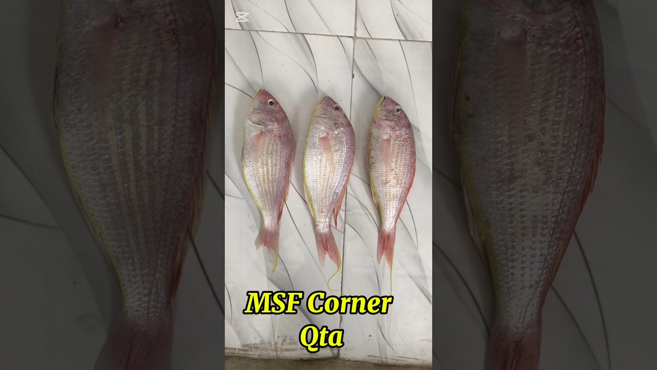 delicious Lal Pari Fish #makranseafoodcorner#msfcorner#gwadar#fishing