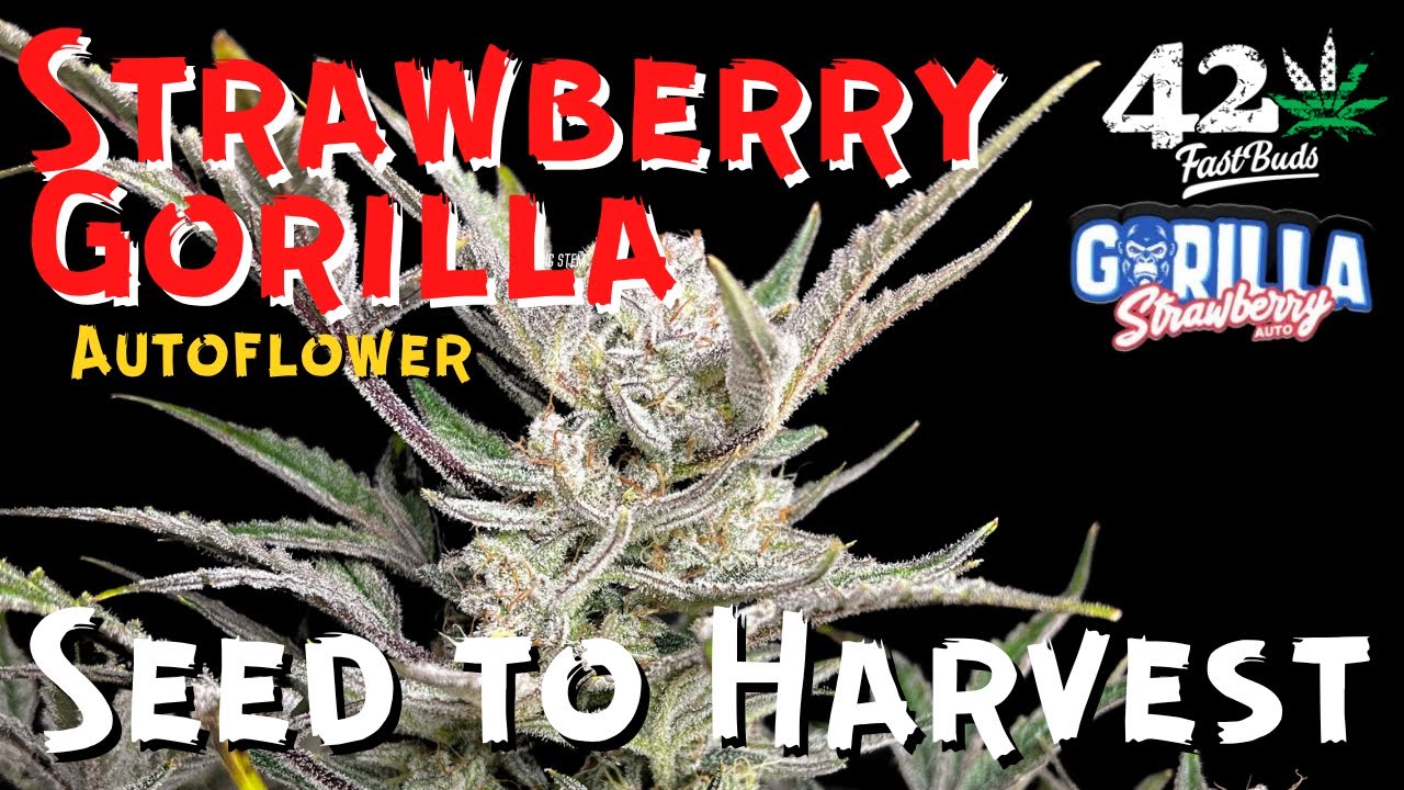 My BEST Autoflowers Ever: Fast Buds Strawberry Gorilla in DWC