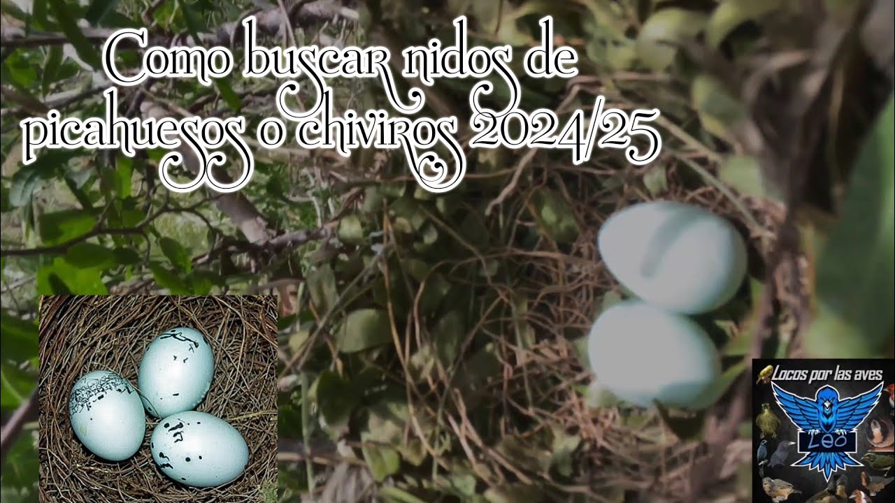 Como buscar nidos de picahuesos o chiviros 2024/25