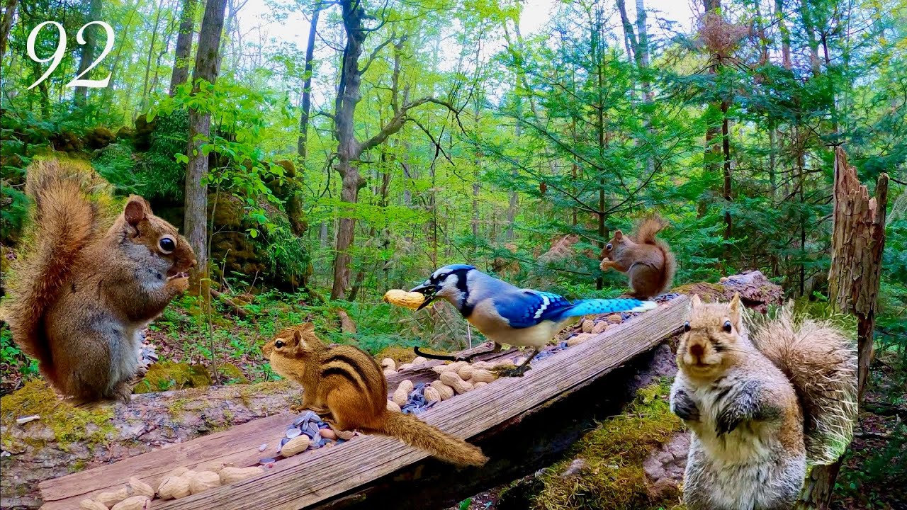 Cat TV: 3+ Hours of Relaxing Forest Life: Chipmunk, Blue Jays and Squirrels 4K. Ep. 92
