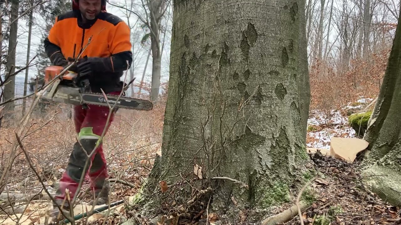 Holzfforma g372, kácení buku.