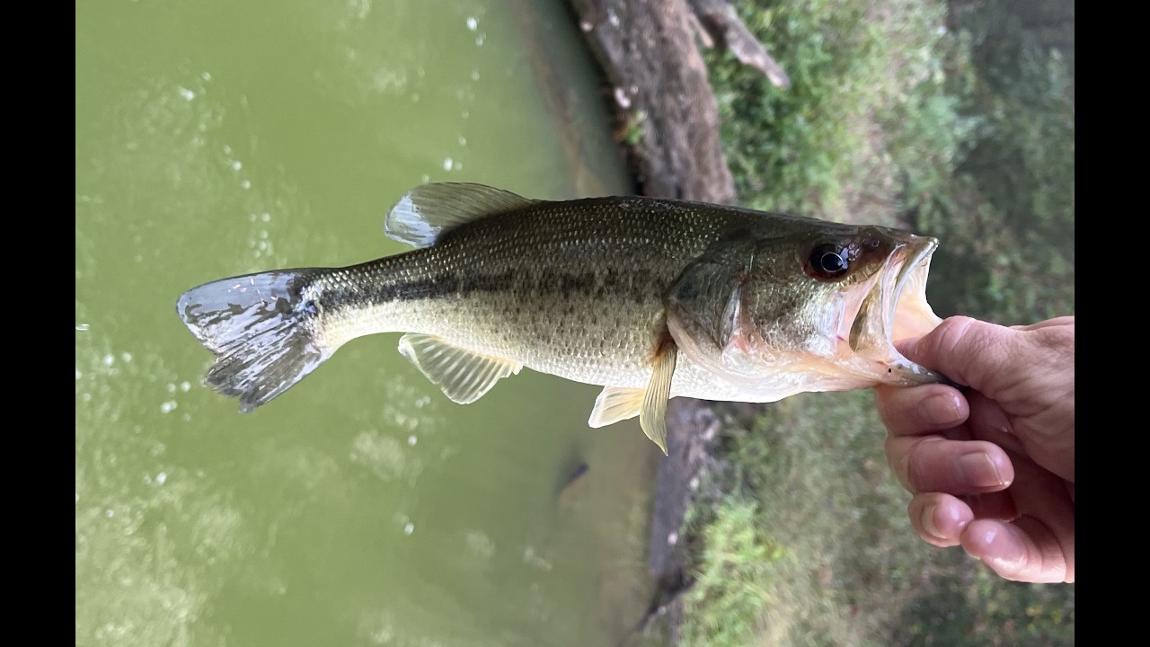Best Fish of 2025 - Top Catches and More!