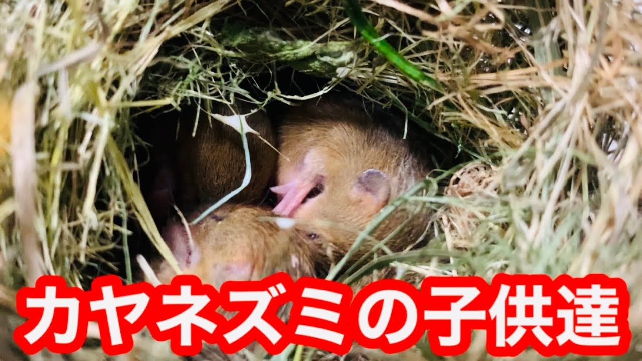 ネズミの子供を飼育する！カヤネズミ発見！