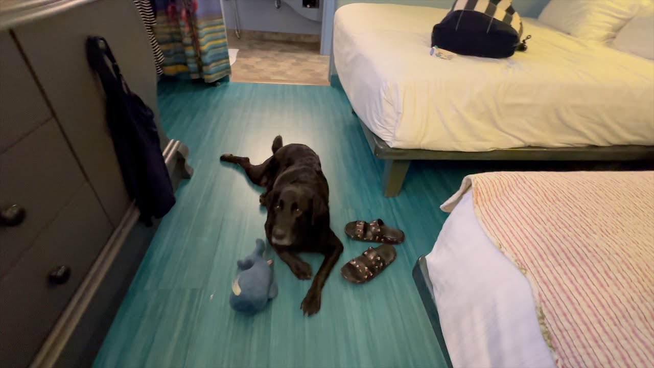 Disney's Art of Animation with Our Dog Bailey!