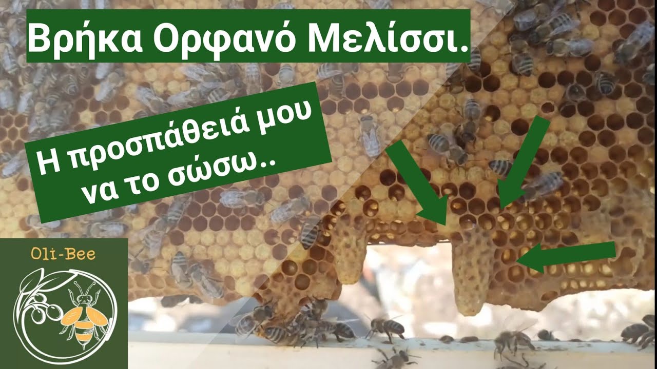 Βρήκα ορφανό μελίσσι.Όλες μου οι ενέργειες βήμα βήμα.(Μέρος Α)