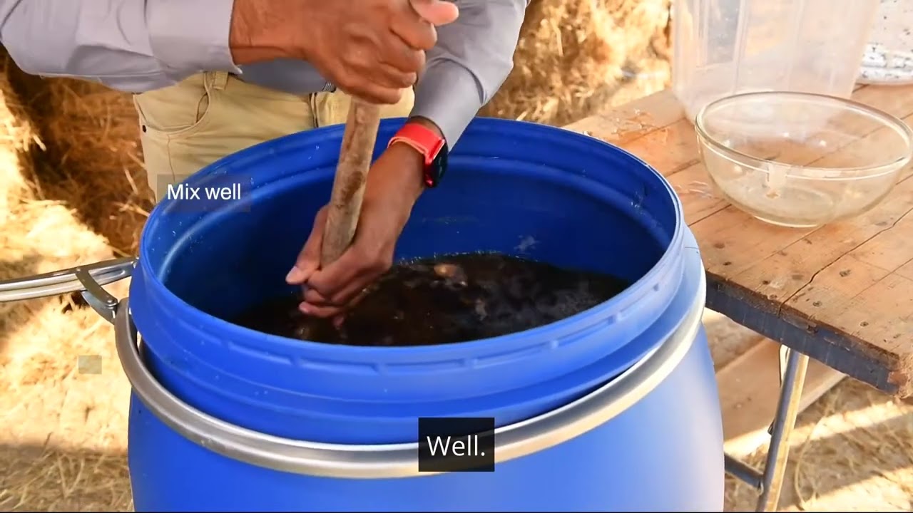 Jinsi ya kutengeneza 'mbolea ya ng'ombe' - mbolea hai ya kikaboni @abbasmbuzi
