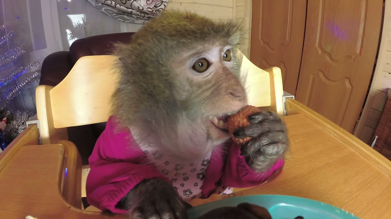 Monkey Home 