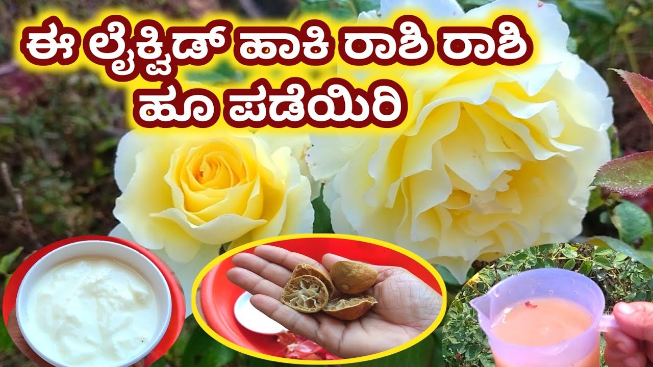 ಮಲ್ಲಿಗೆ,ಧಾಸವಳ,ಗುಲಾಬಿಗಿಡಗಳಿಗೆ ಇದನ್ನು ಹಾಕಿ ವ್ಯಾತಾಸ ನೋಡಿ / Jasmine,rose hibiscus fertilizer
