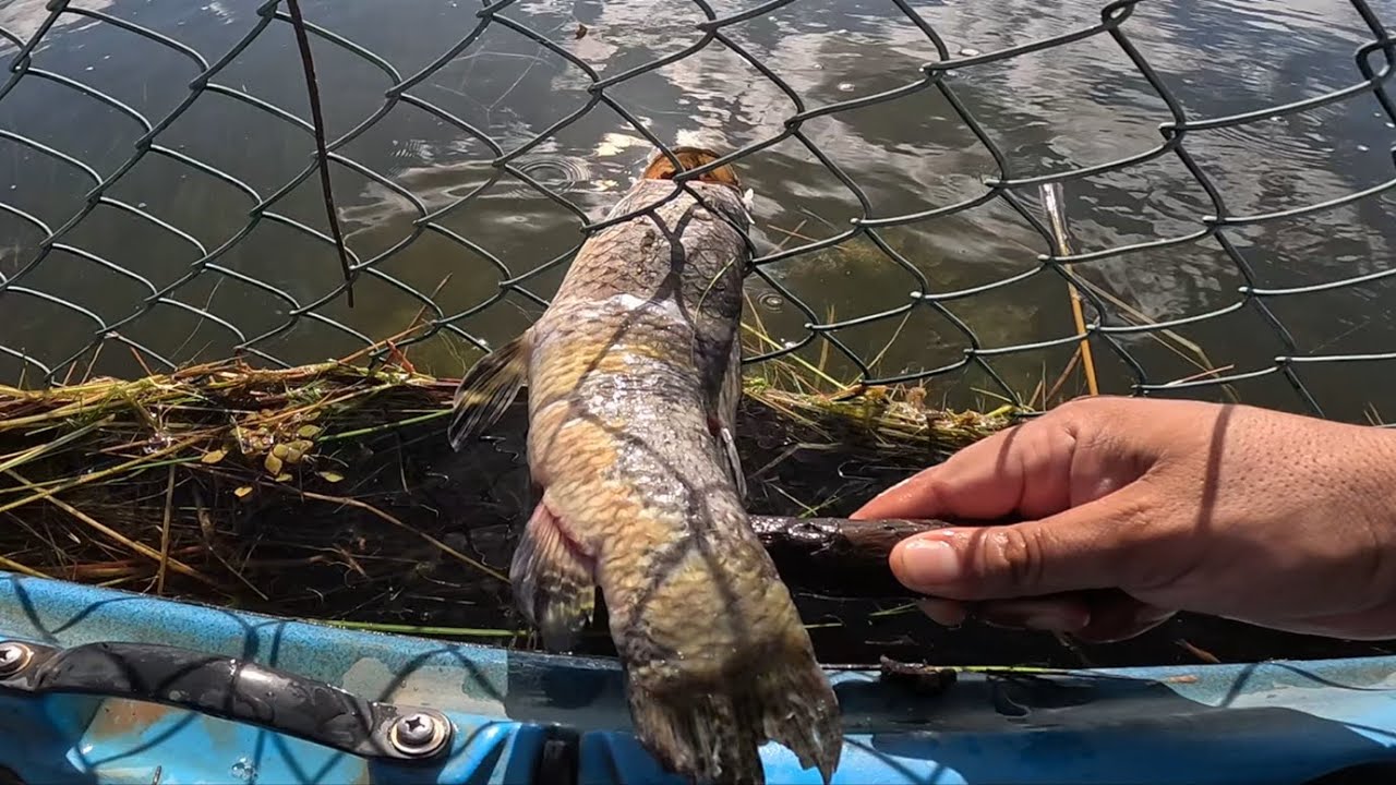NINGUEM MERECE MORRER ASSIM, O QUE SERÁ QUE ACONTECEU AQUI?? Pescaria em Roraima de Caiaque