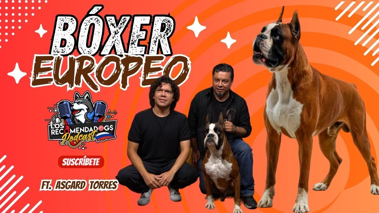 Bóxer: una de las razas más populares; el eterno niñote. Los RecomendaDogs I Ep 31