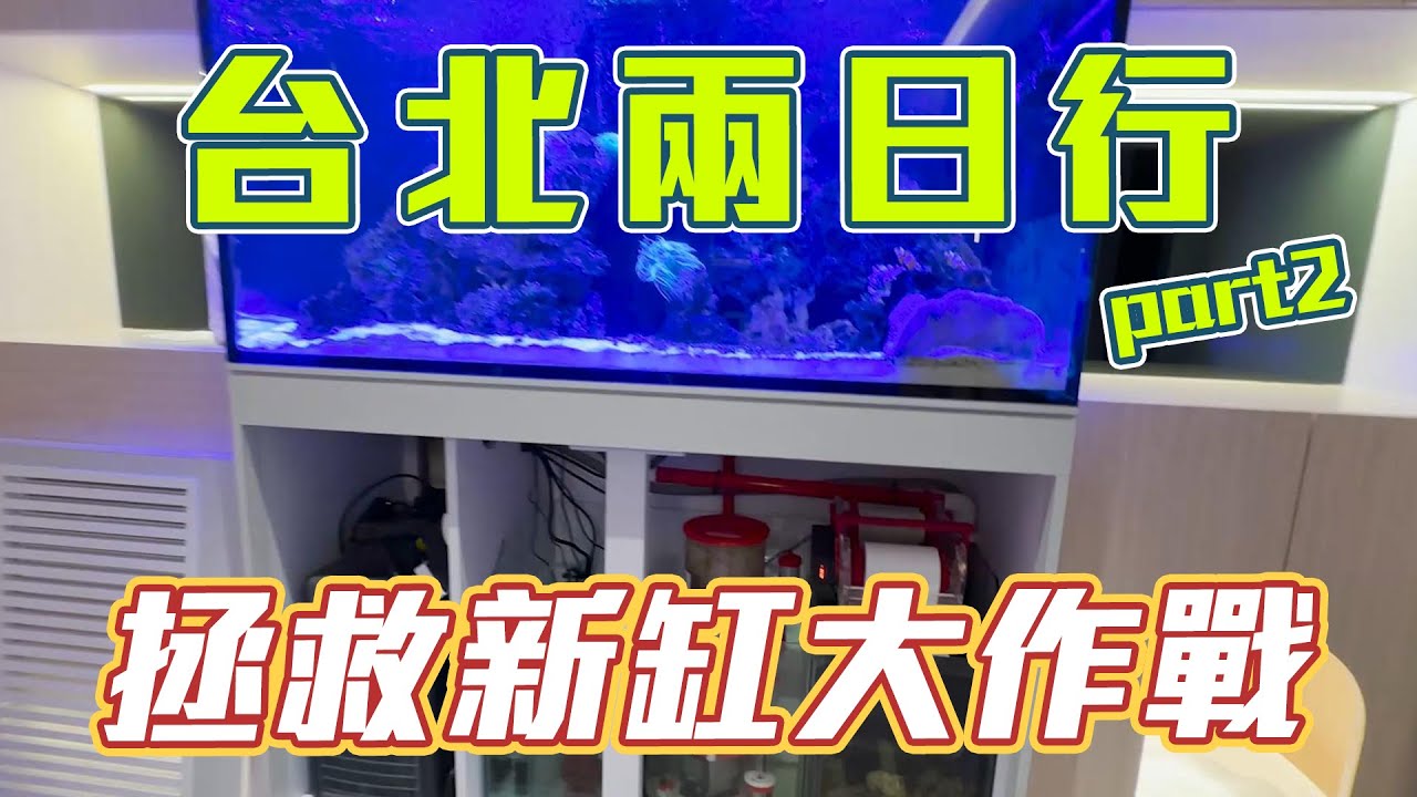【藍箱水族】自行開缸大小問題不斷？拯救新缸大作戰！開缸大小事一次解決~工作完巡遊台北一圈~
