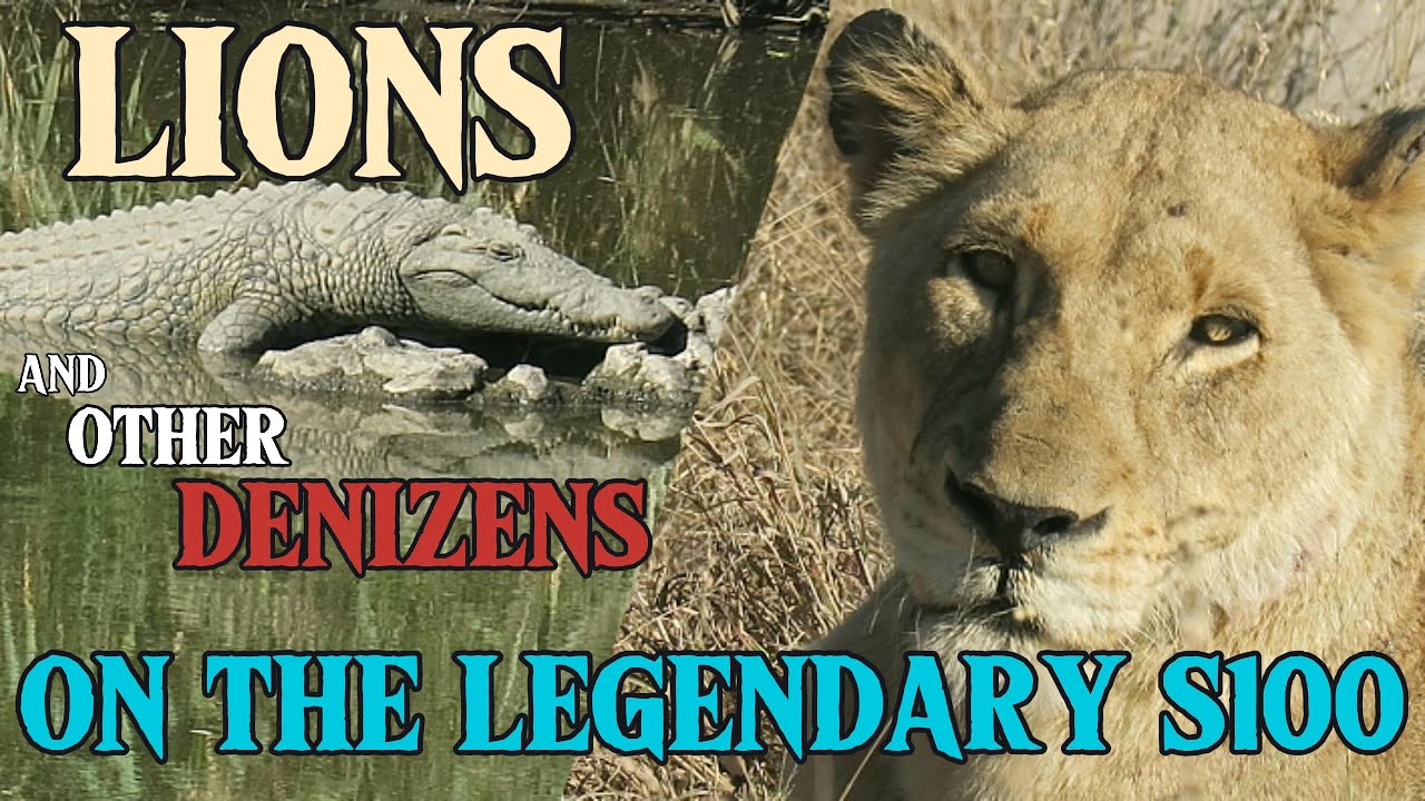Lions And Other Denizens On The Legendary S100