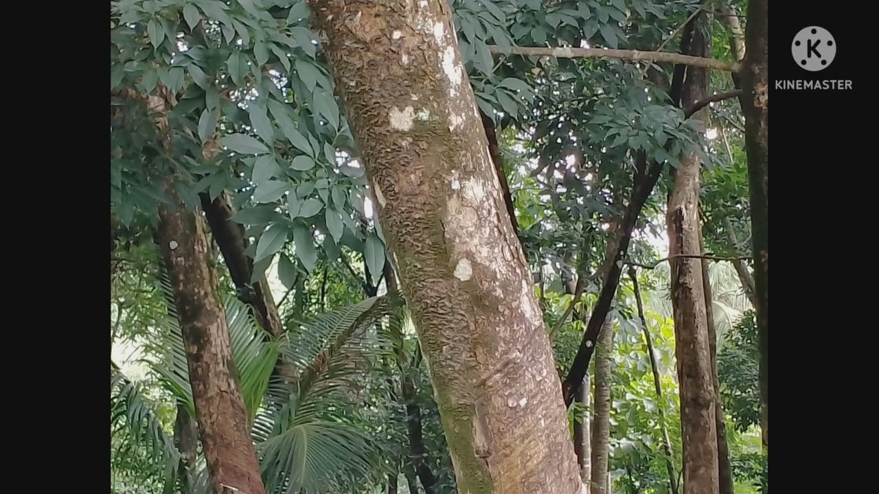 ഒരു ഒന്ന് ഒന്നര റബ്ബർ കച്ചവടം ആയിപ്പോയി.. 😀😀