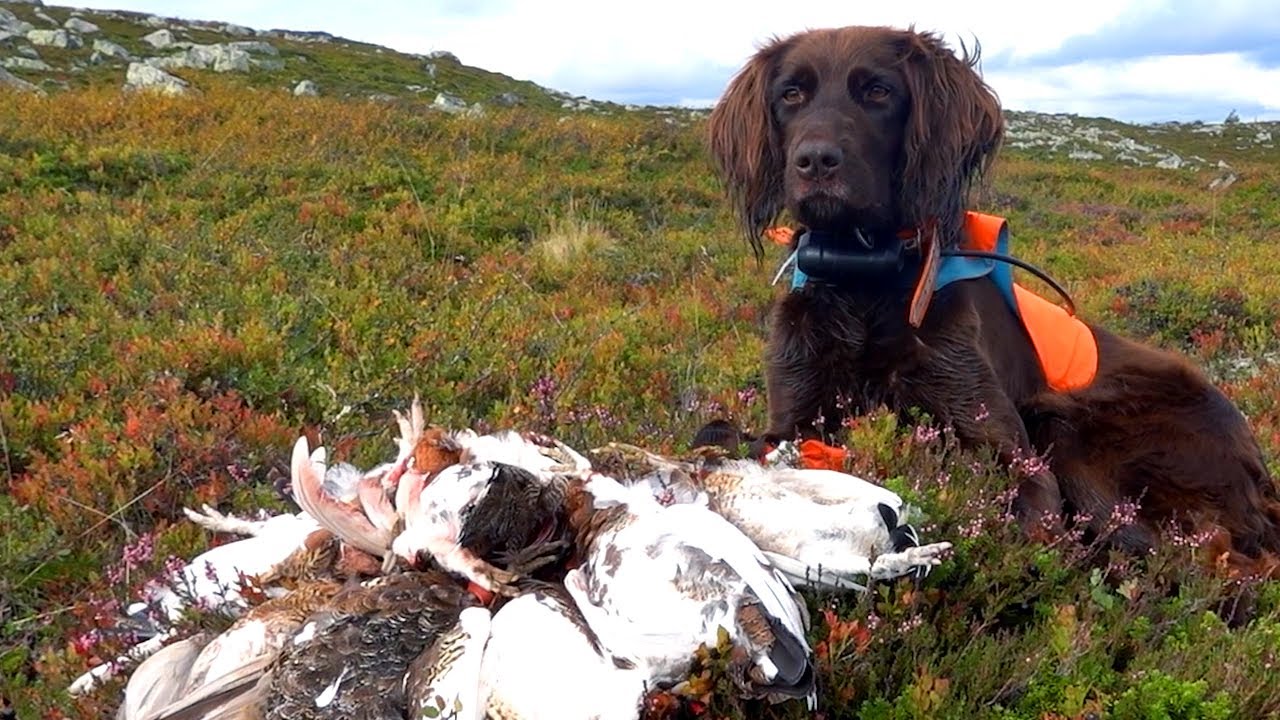 Ripjakt 2023 | Stående fågelhund | My Hansson