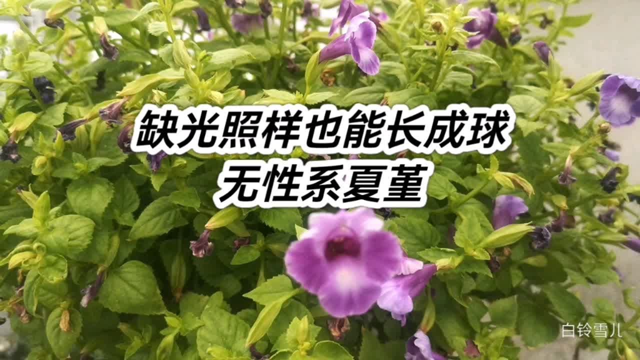 缺光怕啥，这种夏堇照样给你长成球