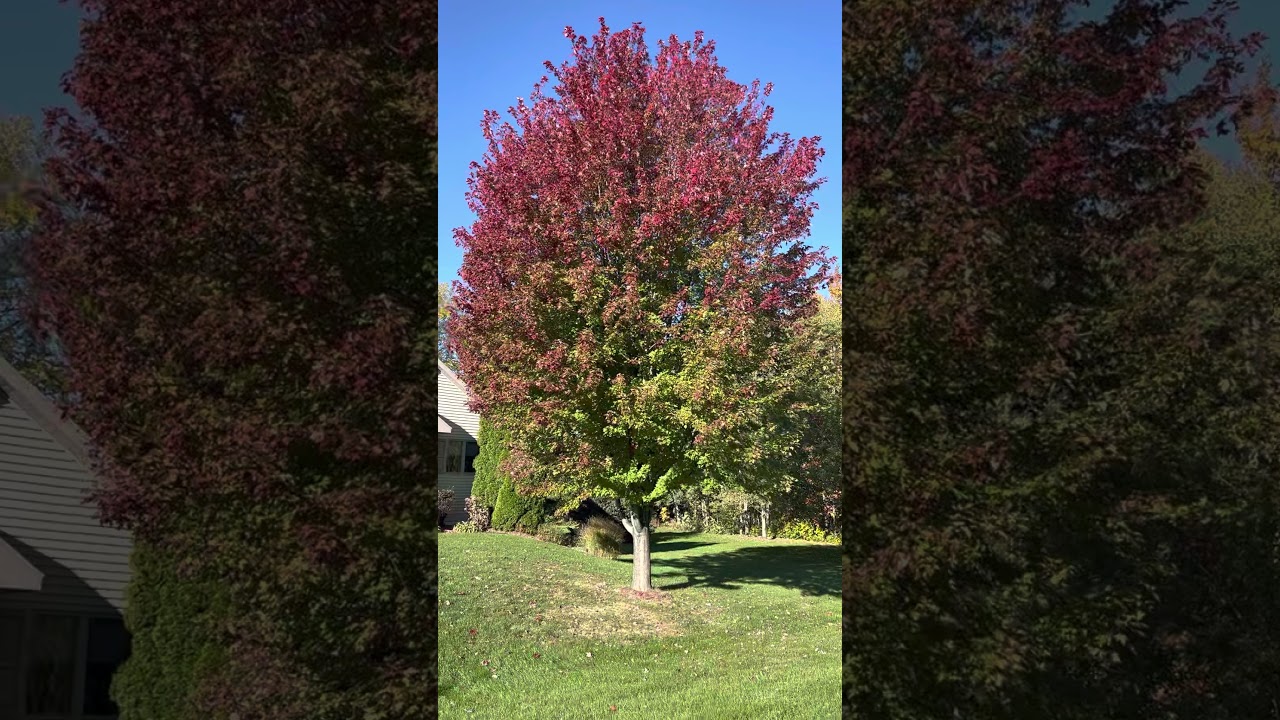 Why save a cracked Autumn Blaze?