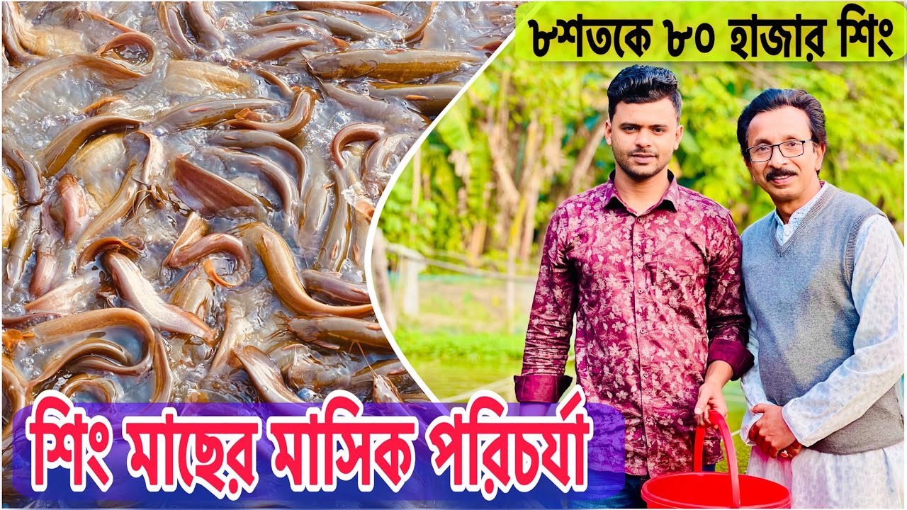 শিং মাছের মাসিক পরিচর্যা... ll catfish bd