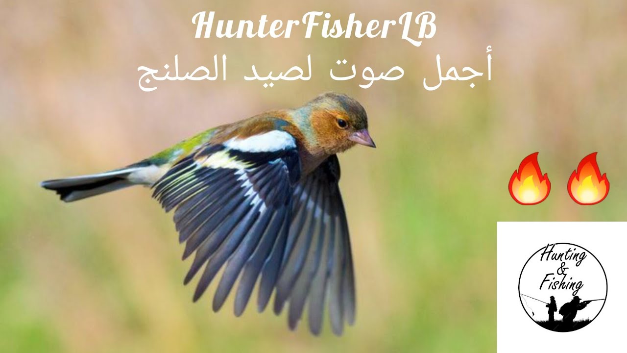 أجمل صوت لصيد الصلنج -الحسون الظالم - صوت ثنائي الأبعاد Best Chaffinch Hunting Sound #hunting #birds