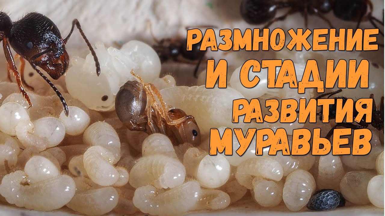 Размножение и стадии развития муравьев