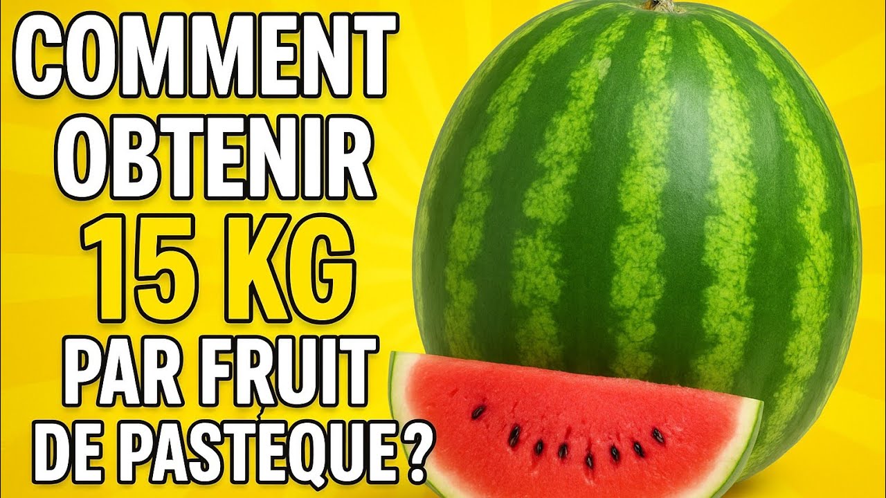 Comment obtenir 15kg par fruit de pastèque 🍉 ?