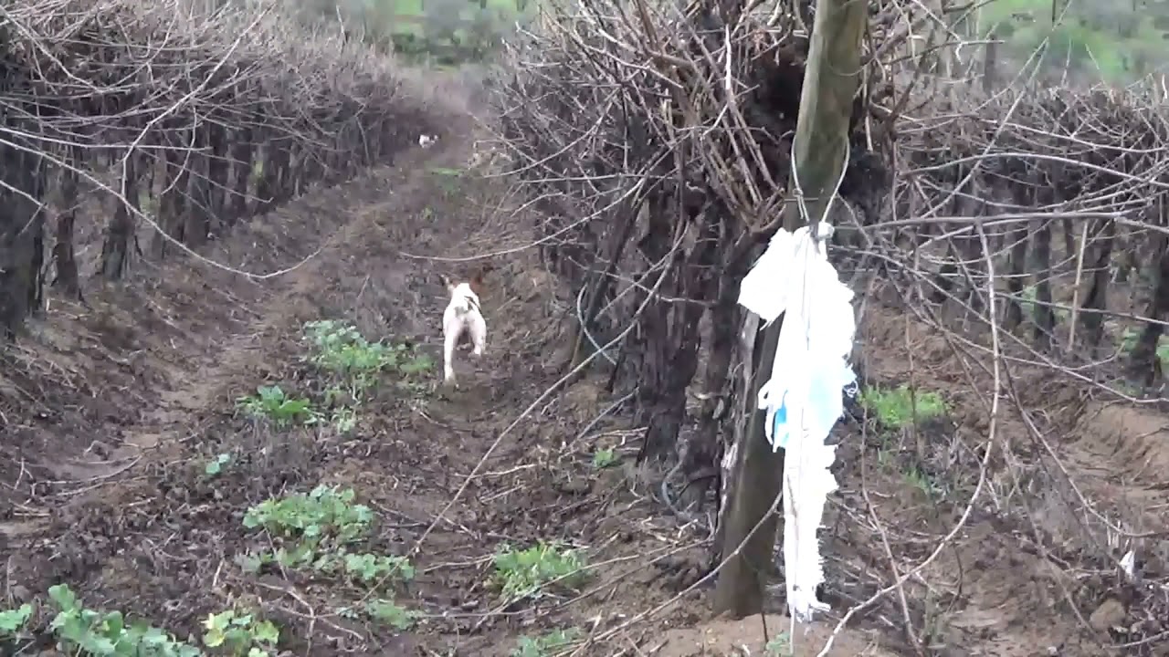 zorreros el huique buena carrera con reinaldo más conocido como don chuchoca