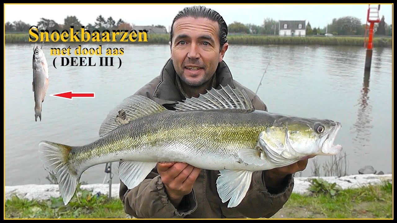 SNOEKBAARS VISSEN met DOODAAS ( deel III ) - HOE vis je nou met dood aas op SNOEKBAARZEN #98
