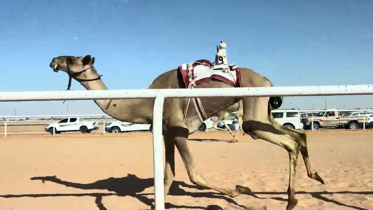 ش 3 بكار جذاع شودة لـ خلف بن نايف الفرتاج الشمري