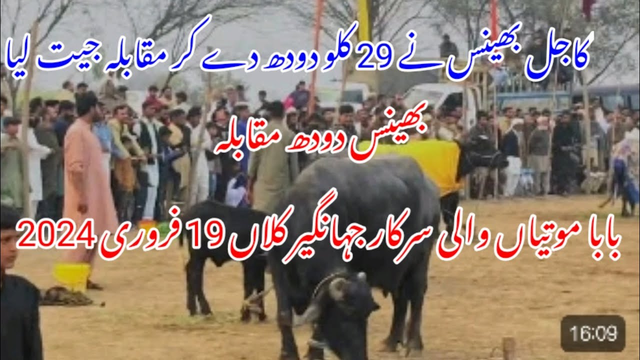 Bhains Dudh Muqabla Mela Baba motiya wali sarkar Jahangir kalan 253 Faisalabad 19 February 2024