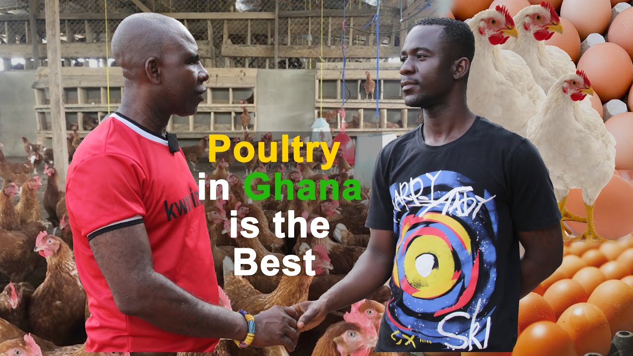 HOW A 28 YEARS MAN BECAME ONE OF THE BIGGEST POULTRY FARMERS IN #GHANA Gabans Farms, #Dormaa Ahenkro