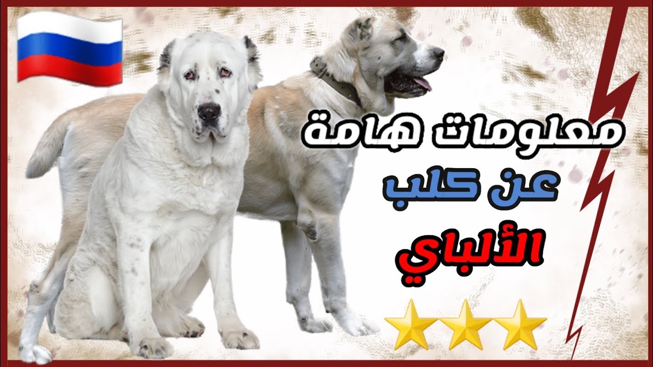 معلومات&nbsp;عن&nbsp;سلالة&nbsp;كلاب&nbsp;الاباي&nbsp;Alabai || الراعي الأسيوي
