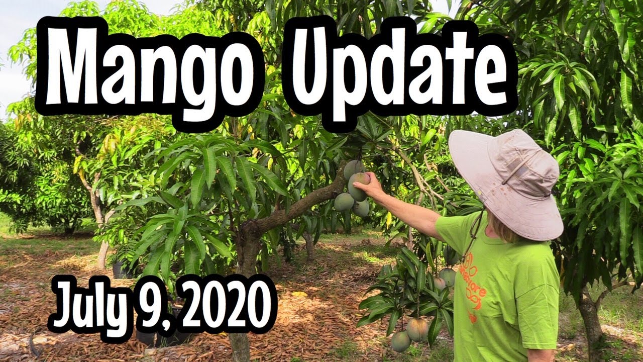 Mango Update (July 9, 2020)