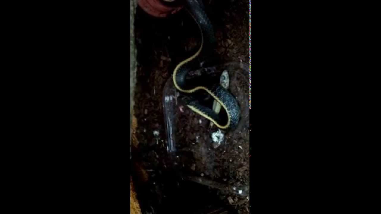 Thamnophis atratus atratus - how to feed with pinkie