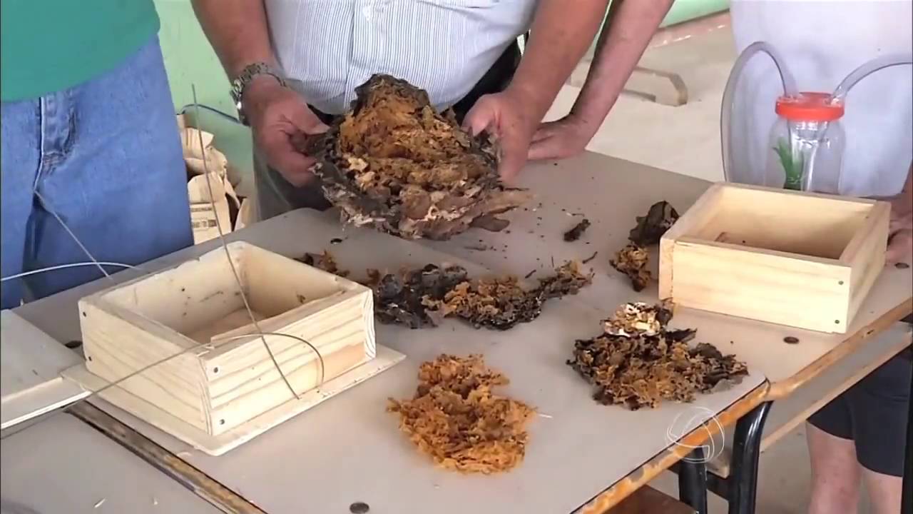 Custos e benefícios de criação de abelha sem ferrão - Meliponario Hobby