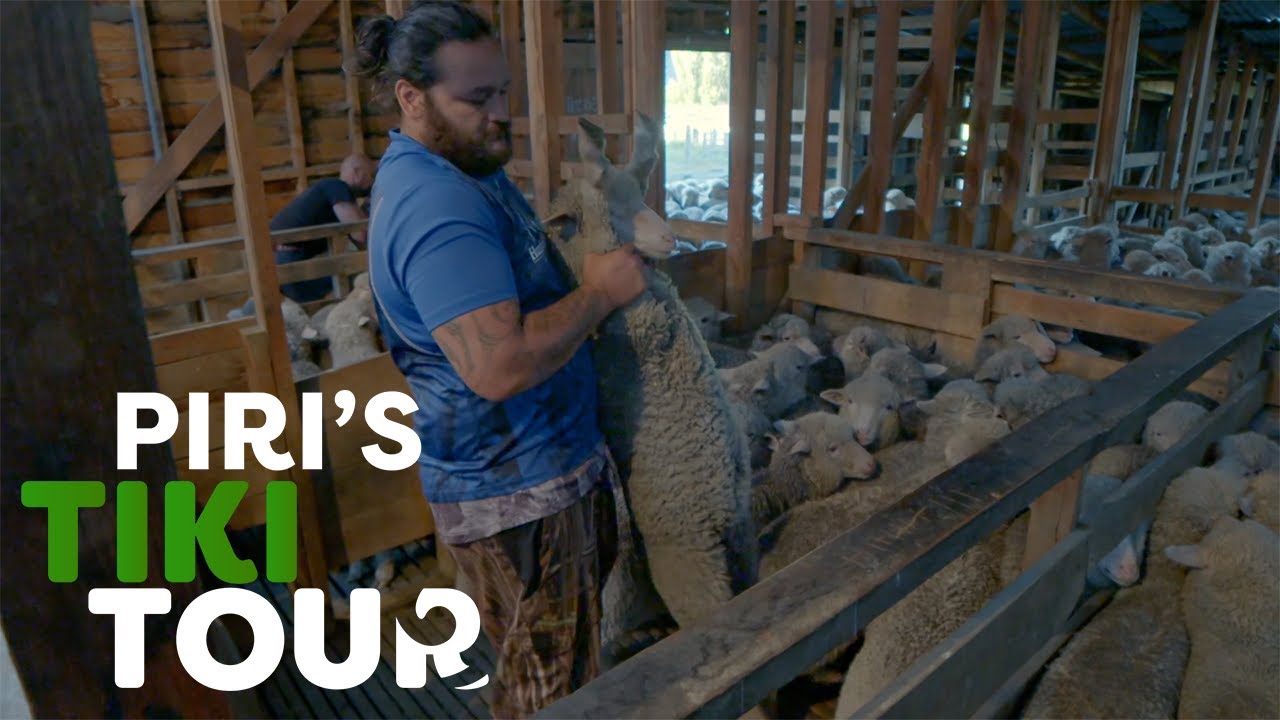 Hunting Wild Cattle and Shearing Sheep down South - Piri's Tiki Tour S2 Ep12