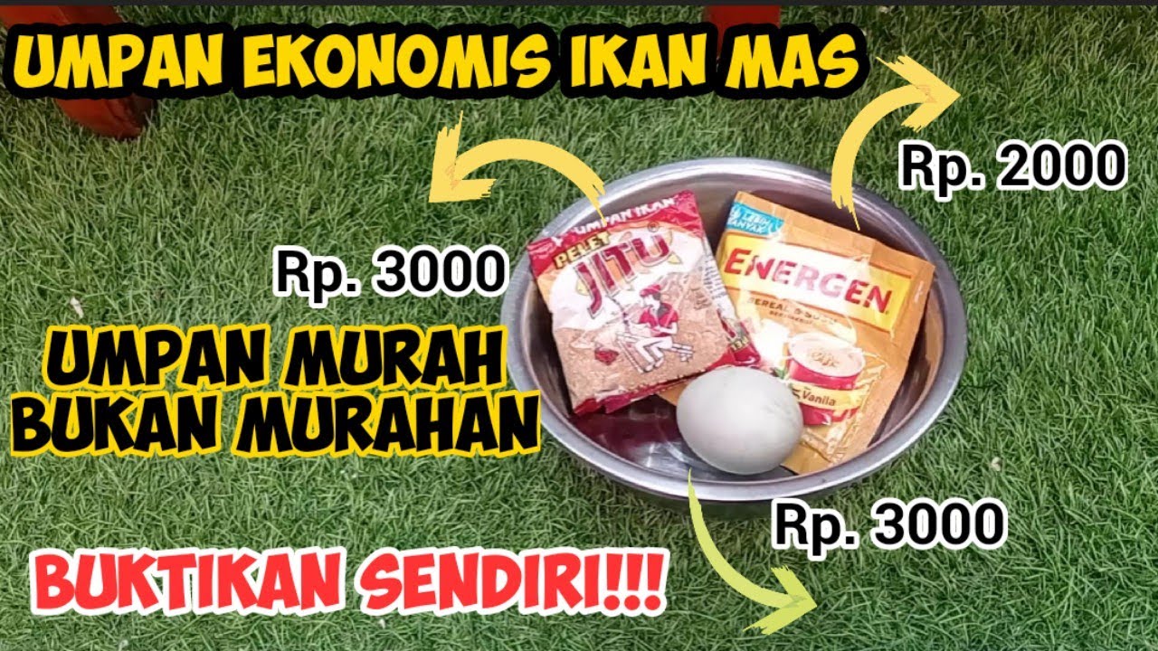 Umpan Ikan Mas Murah Meriah | Umpan Ikan Mas Ekonomis Murah tanpa kukus