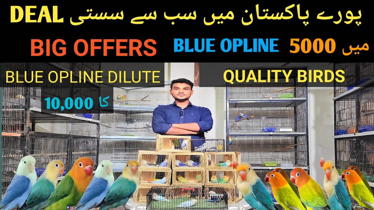 PURA PAKISTAN MA SAB SA SASTA BIRDS | BIG OFFER FOR NEW FANCIER | DEAL 02 | LOVEBIRDS FARMING